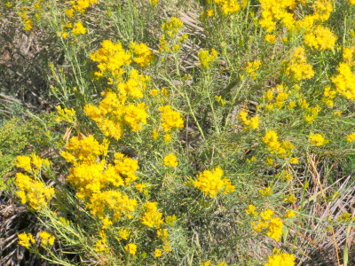 Rabbit Brush.